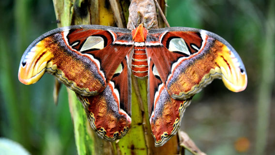 Butterfly Park Empuriabrava