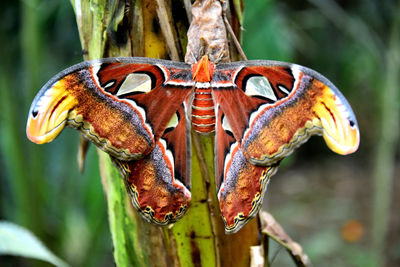 Butterfly Park Empuriabrava