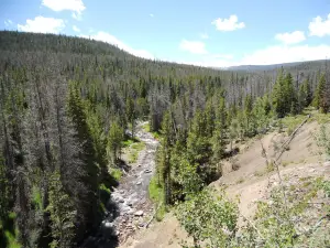Ashley National Forest