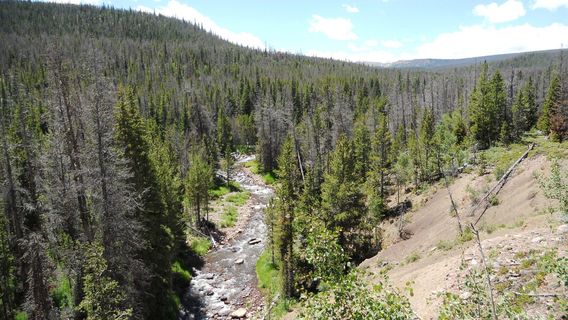 Ashley National Forest