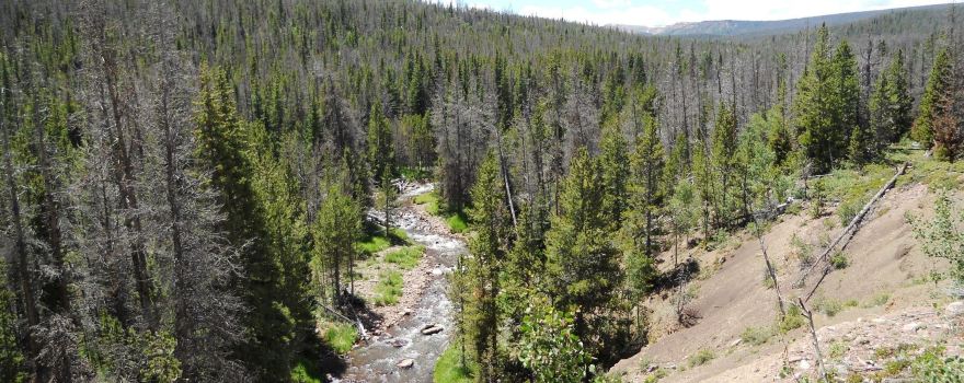 Ashley National Forest