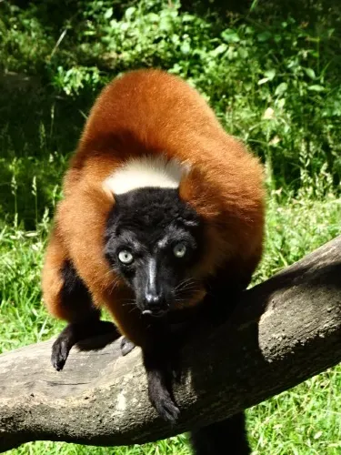 Tsimbazaza Zoo