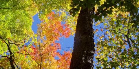 Gifford Woods State Park