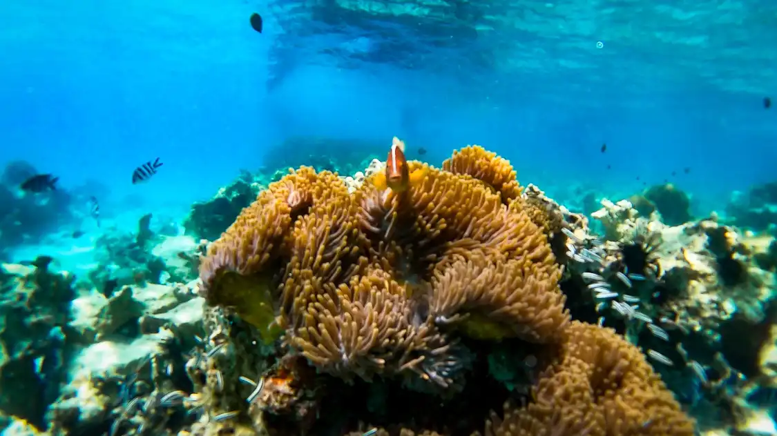 Hotels near Zanzibar Watersports