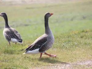 Idle Valley Nature Reserve (Nottinghamshire Wildlife Trust)