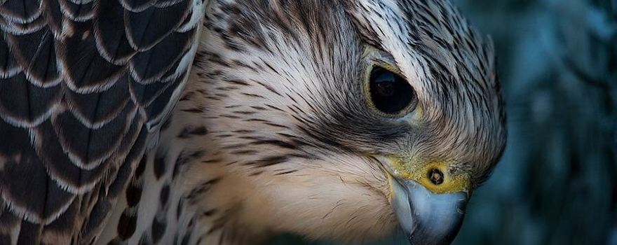 North Somerset Bird Of Prey Centre