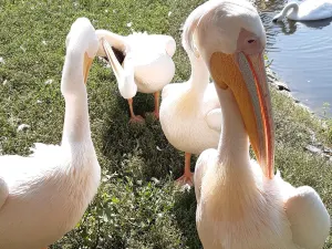 Tisza Tavi Okocentrum