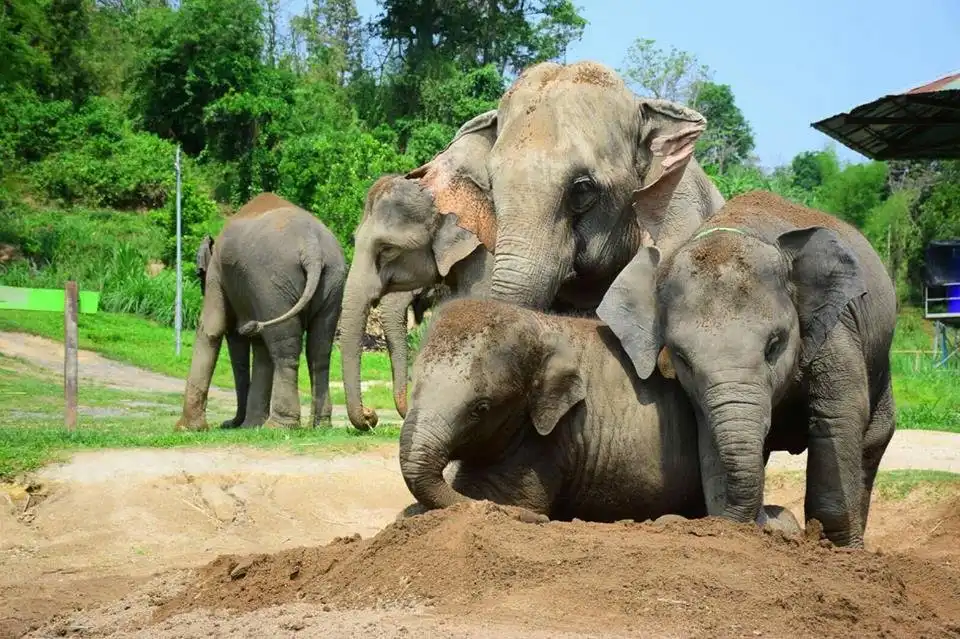 Elephant Retirement Park 주변 호텔