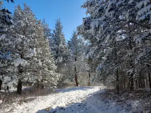 Larkspur Conservation at Taylor Hollow