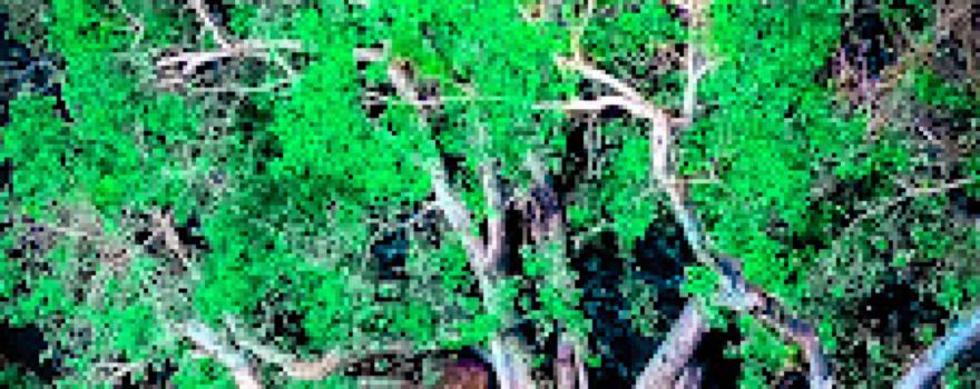 Pipal tree (landmark baijudehara)