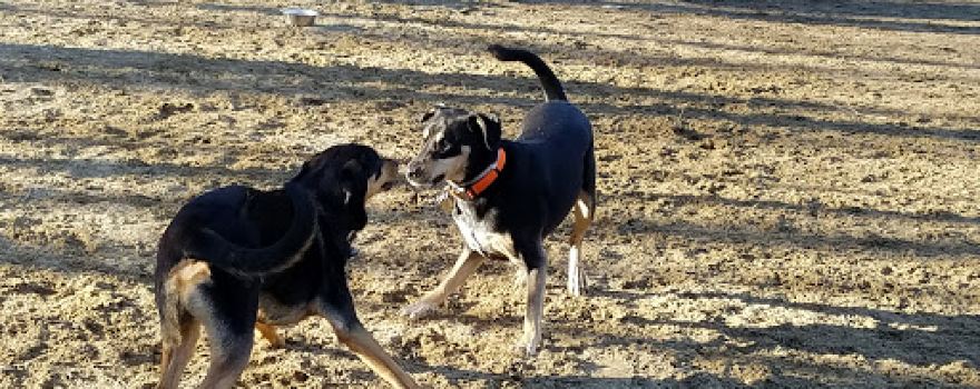 Andover Dog Park