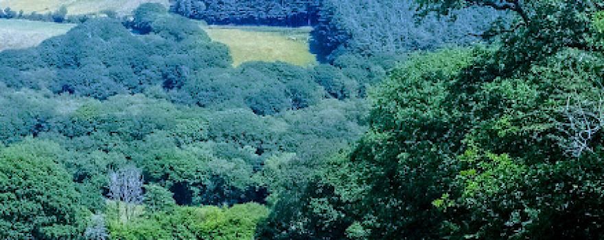 Troserch Woods Car Park