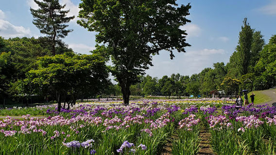 Ayame Park