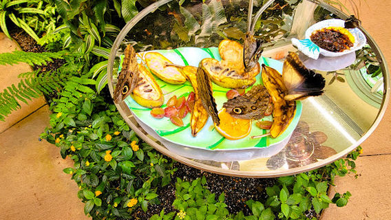The Butterfly Atrium at Hershey Gardens