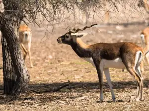 Mehrano Wildlife sanctuary (مھراڻو جھنگلي جيوت گاھ)