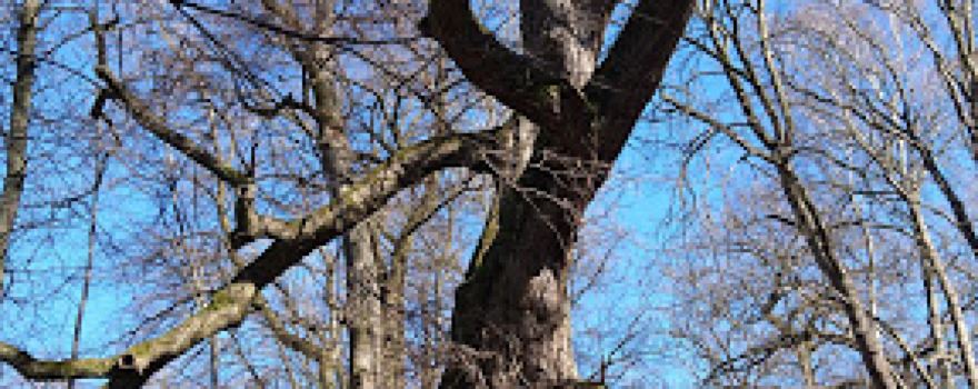 Alte Linde