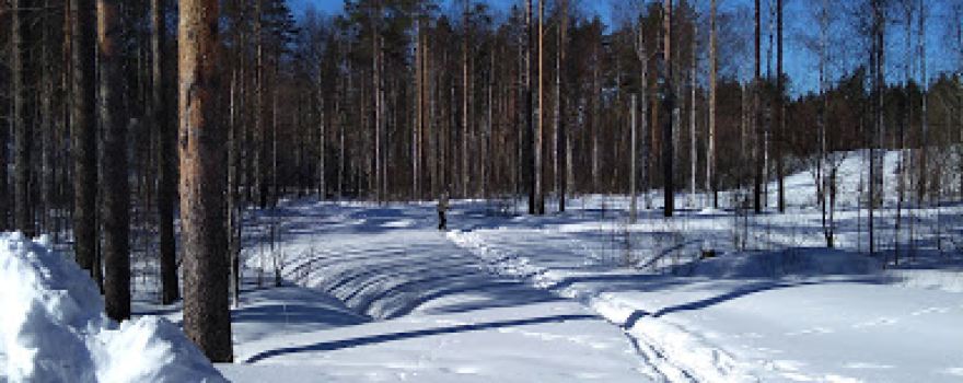 Koillispuiston Koirapuisto