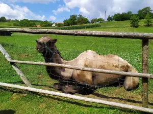Francis - animal farm experience