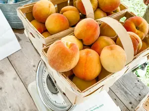Quarry Hill Orchards