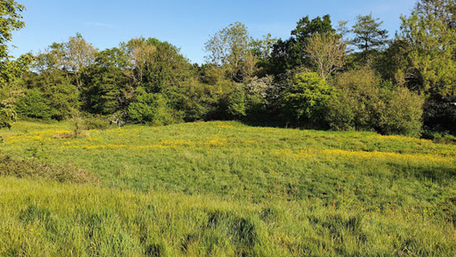 Glebe Meadow