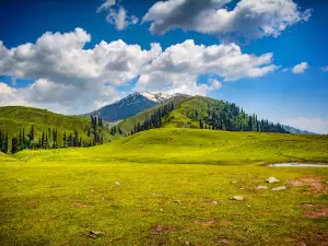Paya Meadows