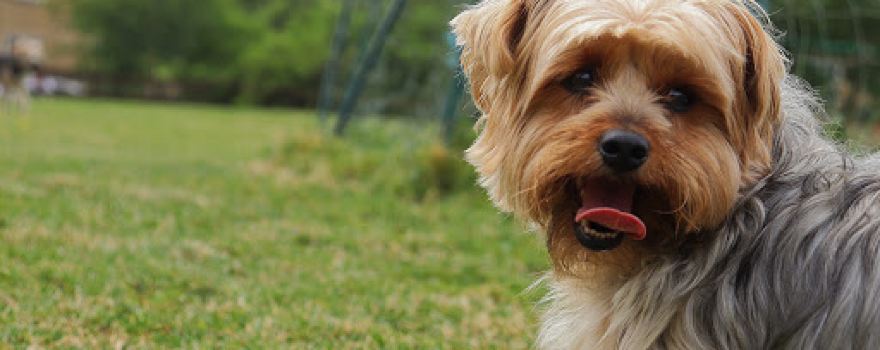 The Pudsey Dog Park