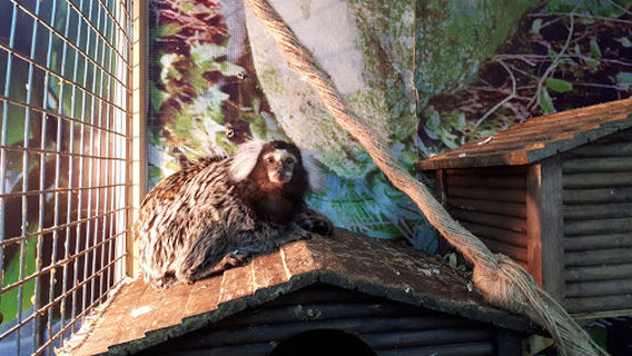 Zoolandiya