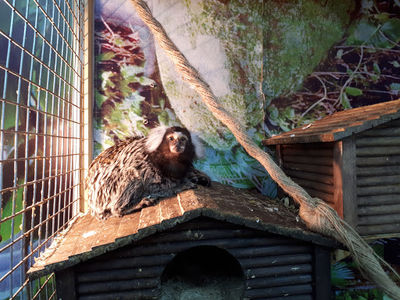 Zoolandiya