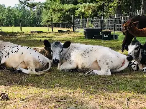 Incacheetoo Plantation and Petting Zoo LLC
