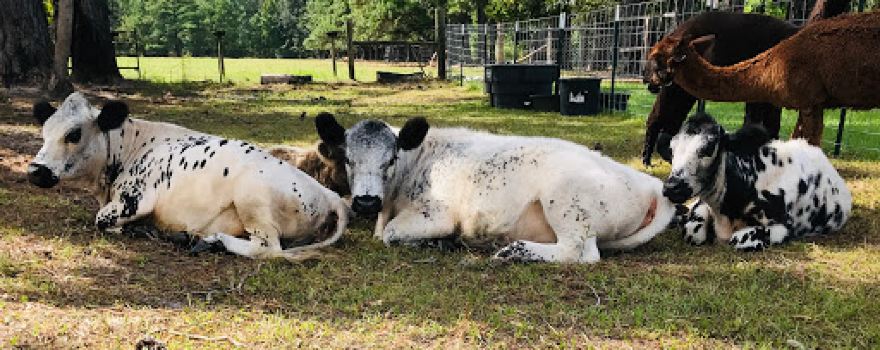 Incacheetoo Plantation and Petting Zoo LLC