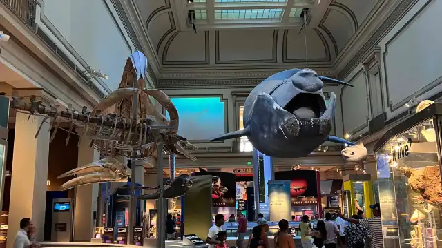 Hotels near Smithsonian National Museum of Natural History