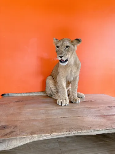 Lion Land Phuket