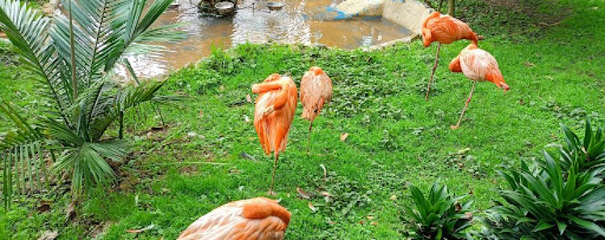 Fundación Zoológico Santacruz