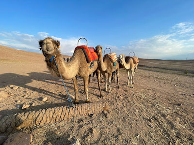Agafay Desert Trips - Morocco