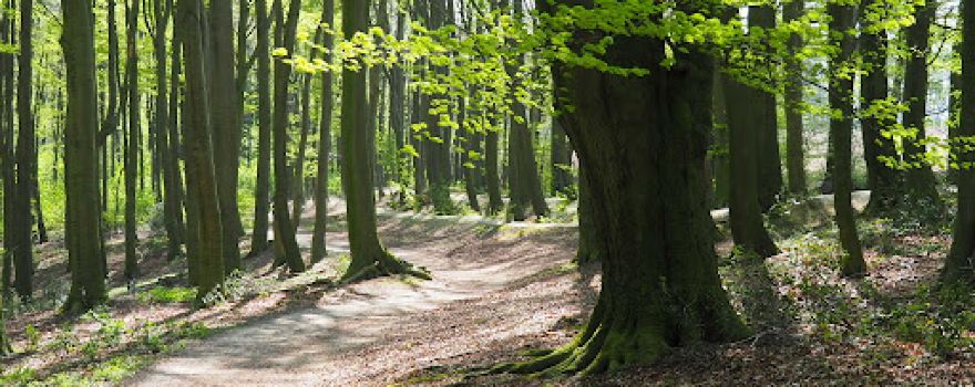 Mordkreuz der Mersche von Tilbeck