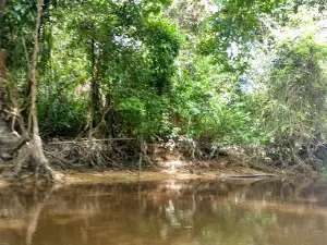 Trail Wisata Hutan Air Hitam Dalam (AHD)