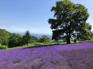 Horomitoge Lavender Garden
