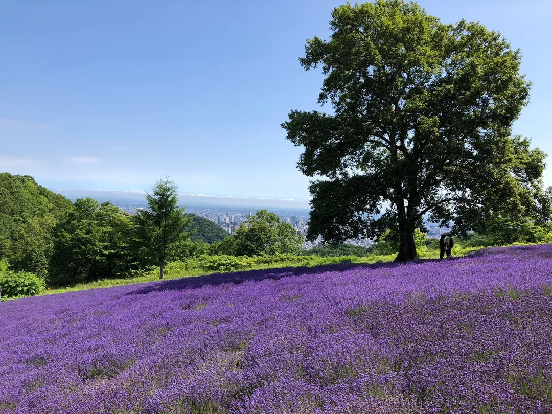 2_幌見峠薰衣草園