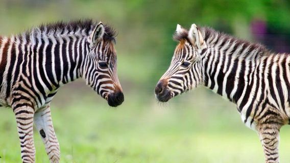 Folly Farm Adventure Park and Zoo