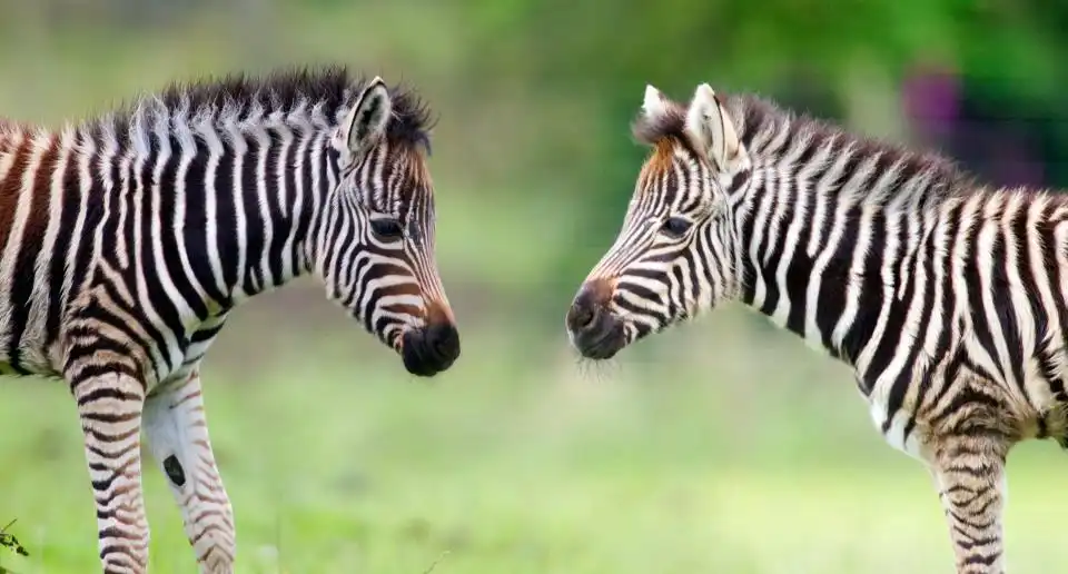 Hotels near Folly Farm Adventure Park and Zoo