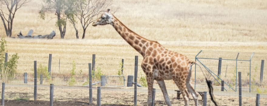 Darling Downs Zoo