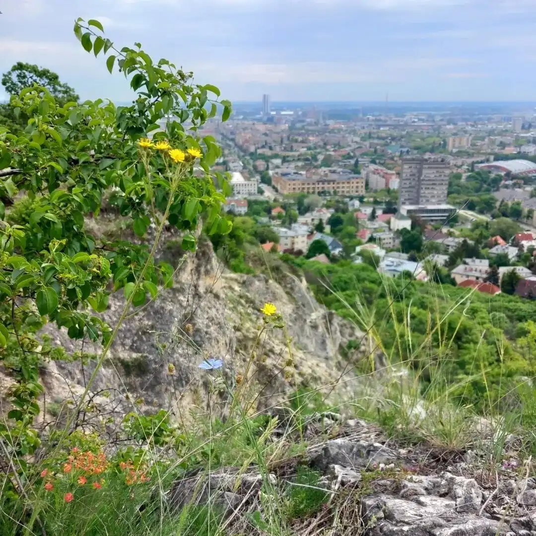Hotels near Sas Hill Nature Reserve