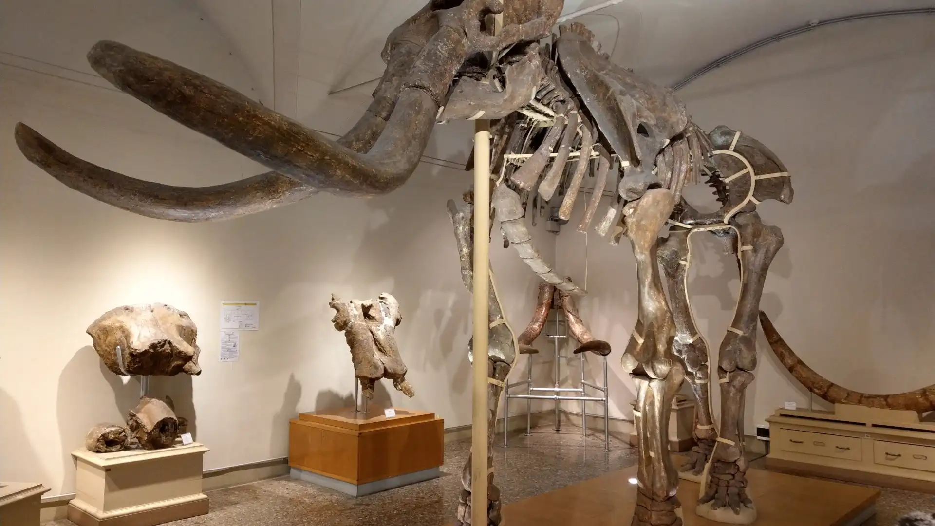 Hotels near Geology and Paleontology Museum