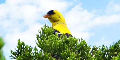 Edwin B. Forsythe National Wildlife Refuge
