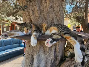 Agios Neofytos CatPark
