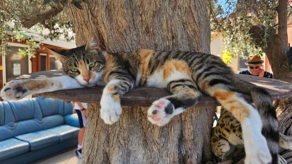 Tala Cats Agios Neofytos CatPark