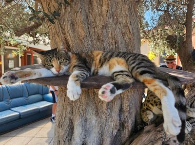 Tala Cats Agios Neofytos CatPark