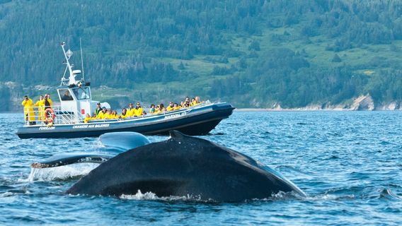 Whale-Watching Cruise in Forillon National Park
