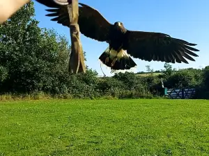 Falconry Experience Wales