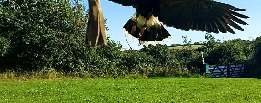 Falconry Experience Wales